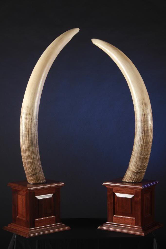 Reproduction Elephant Tusk Mount - Marylandwhitetail.net