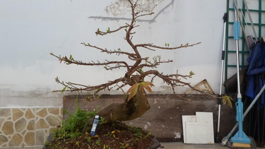 con kính gửi bác Mục Tử