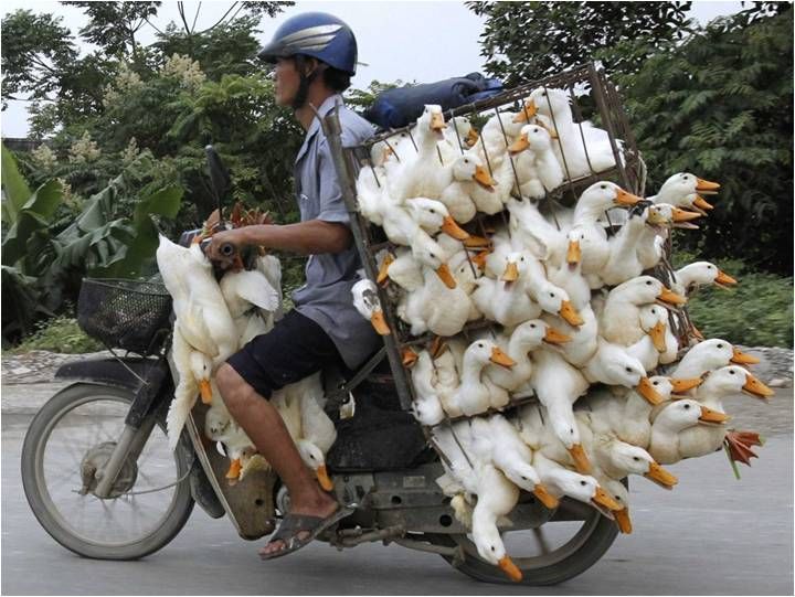 man on a bike with ducks