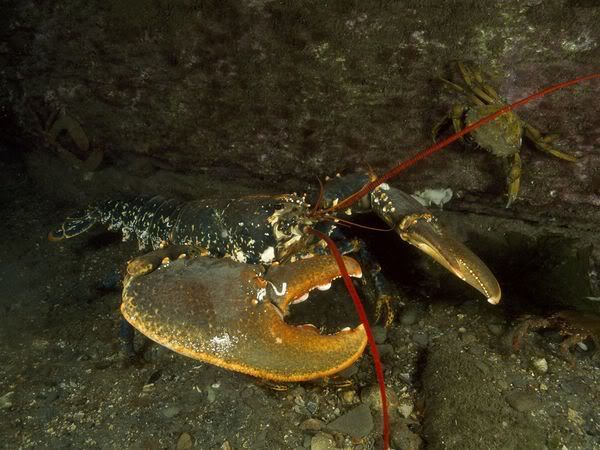lobsterpicture.jpg