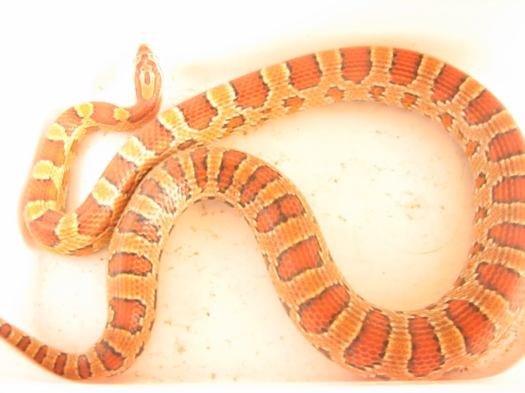 corn013.jpg