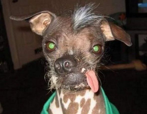 [Image: ugliest-dog-in-the-world-_zpsxzitq3dx.jpg]