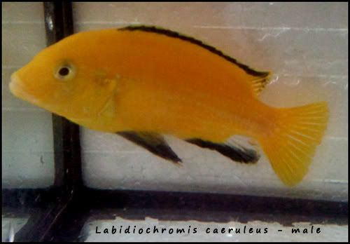 Labidiochromiscaeruleus-male_zps337ae0cd.jpg