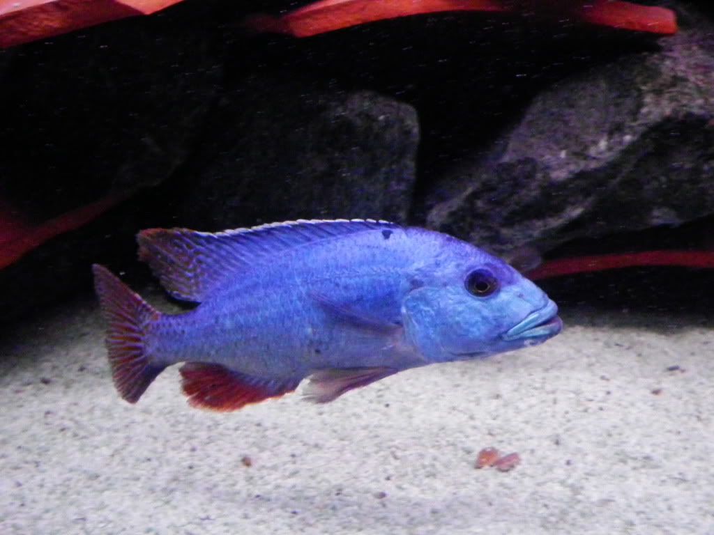 Nimbochromisfuscotaeniatus1.jpg