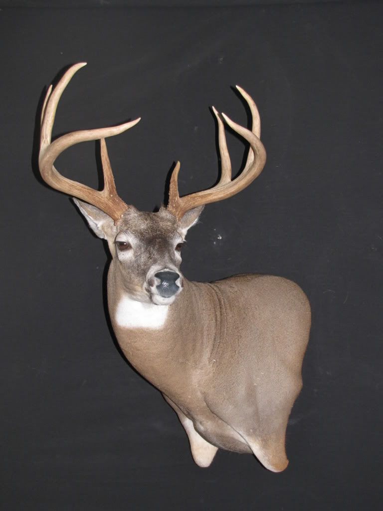 massive 8 early archery (pix) New Jersey Hunters