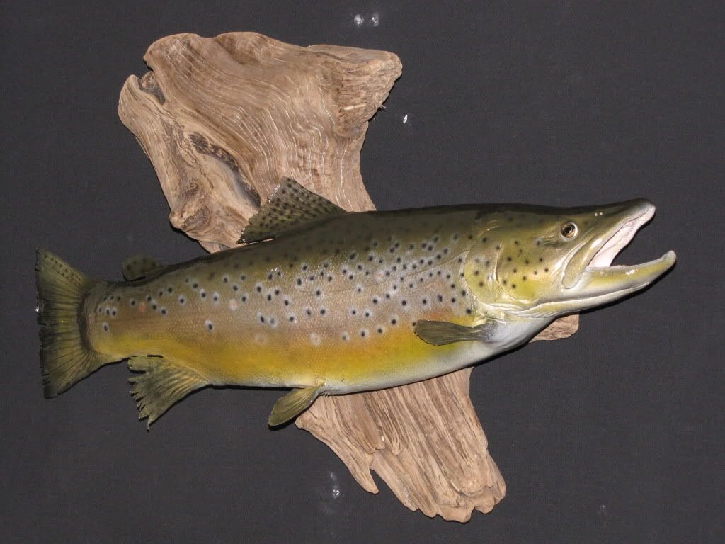 a couple brown trout New Jersey Hunters