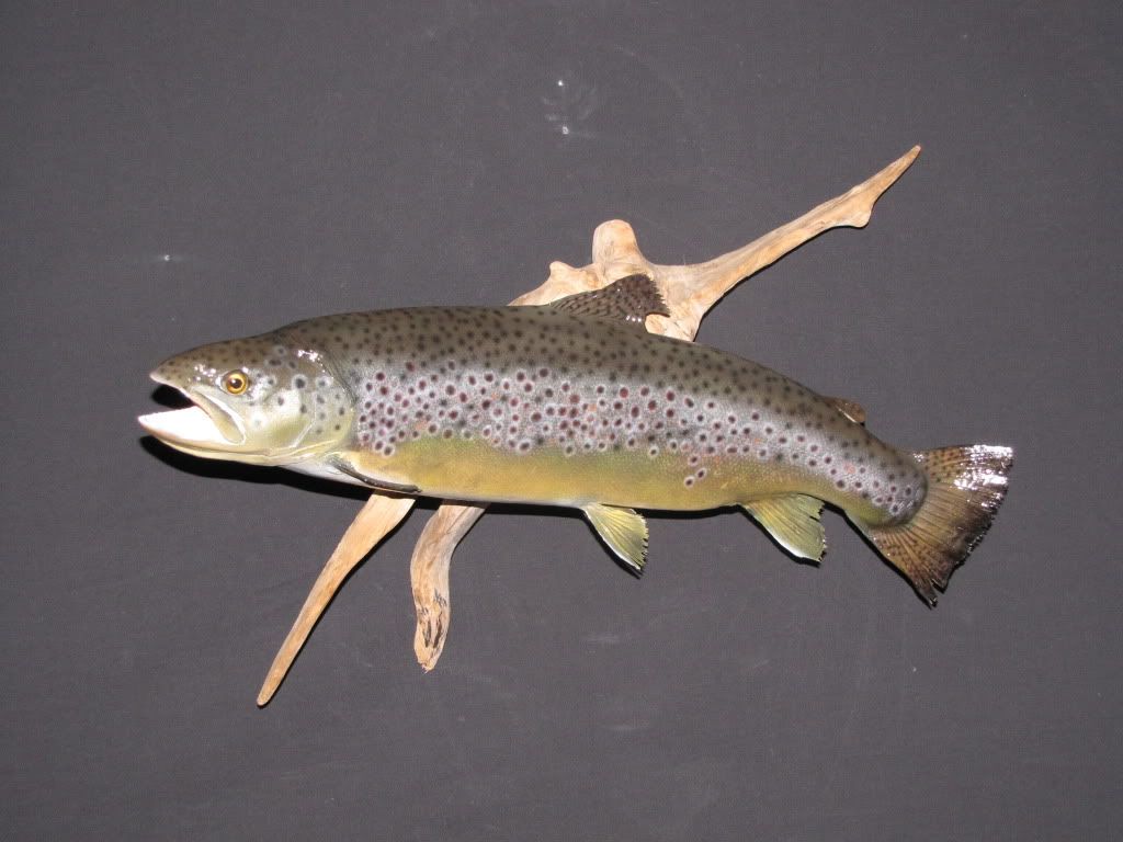 a couple brown trout New Jersey Hunters