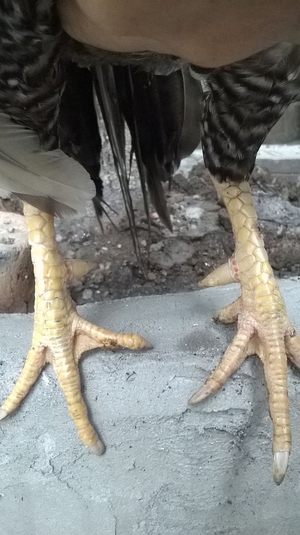 Q9- Cần bán máy con gà tre cú - 1