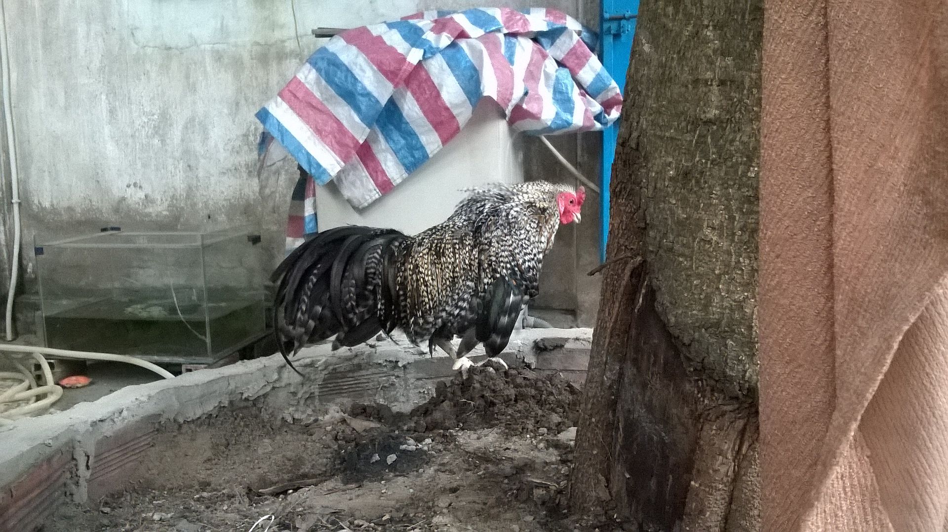 Q9- Cần bán máy con gà tre cú - 4