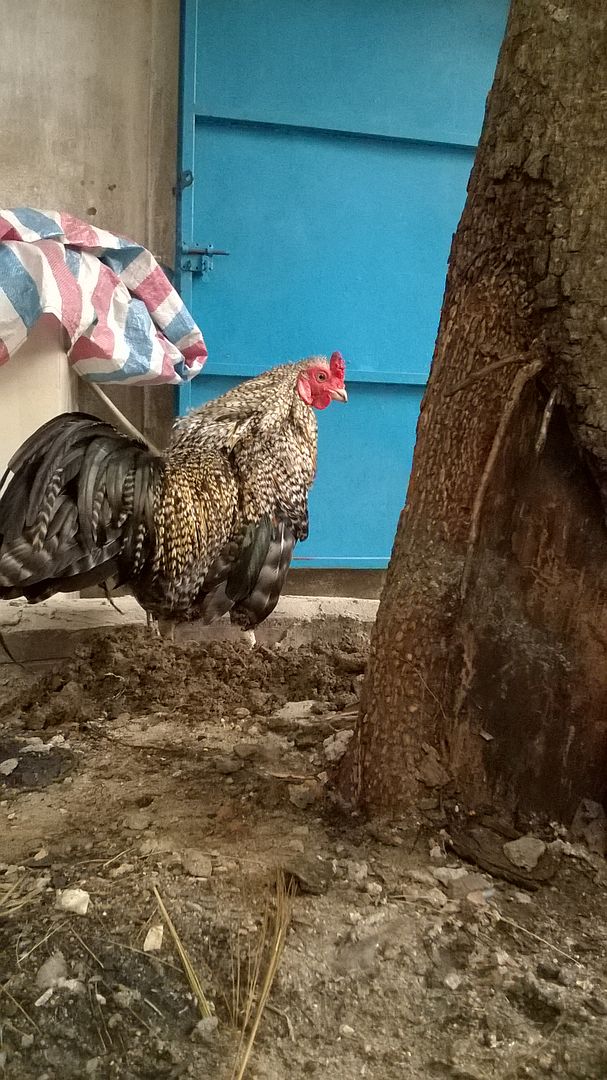 Q9- Cần bán máy con gà tre cú - 5