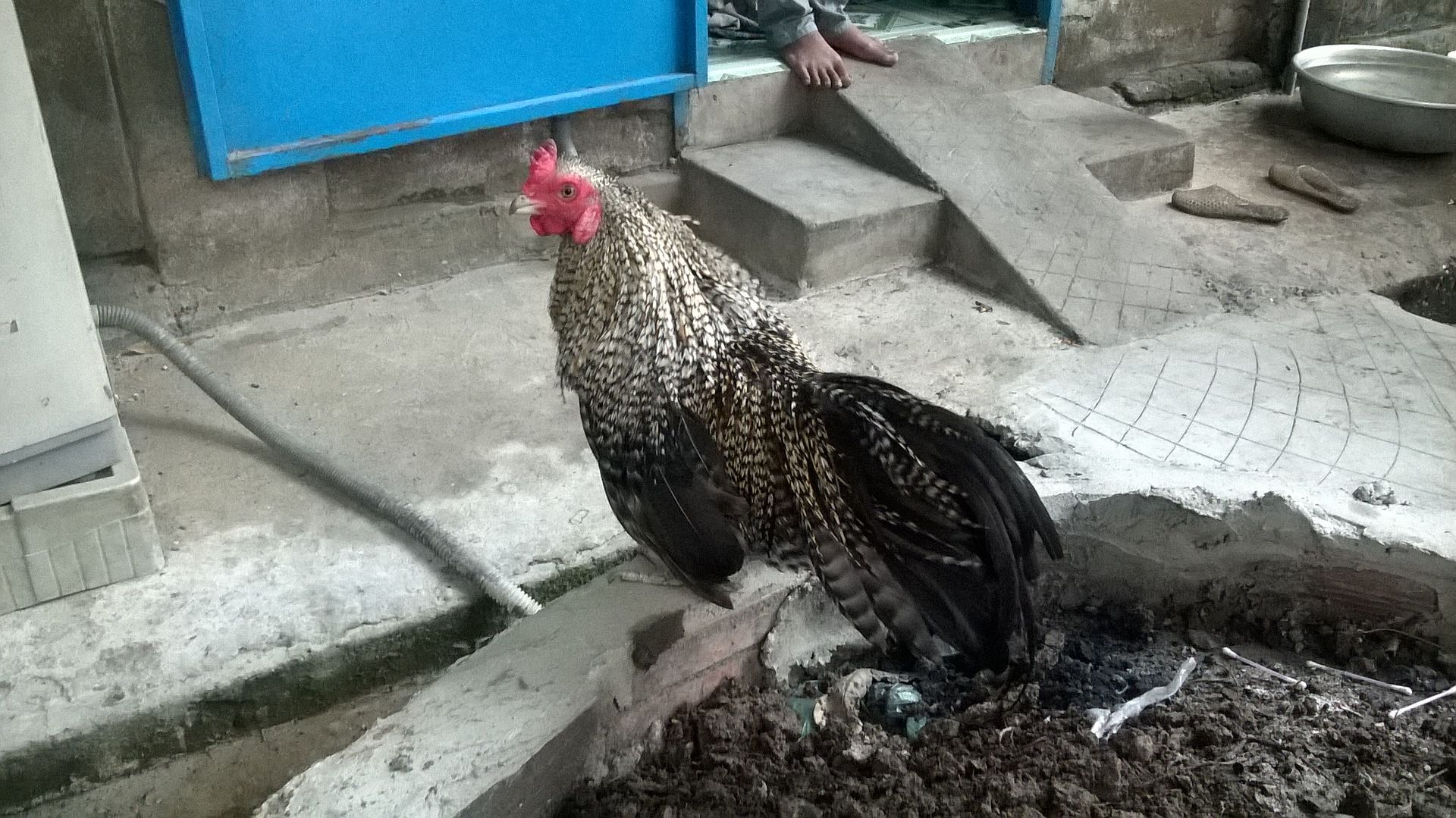 Q9- Cần bán máy con gà tre cú - 6