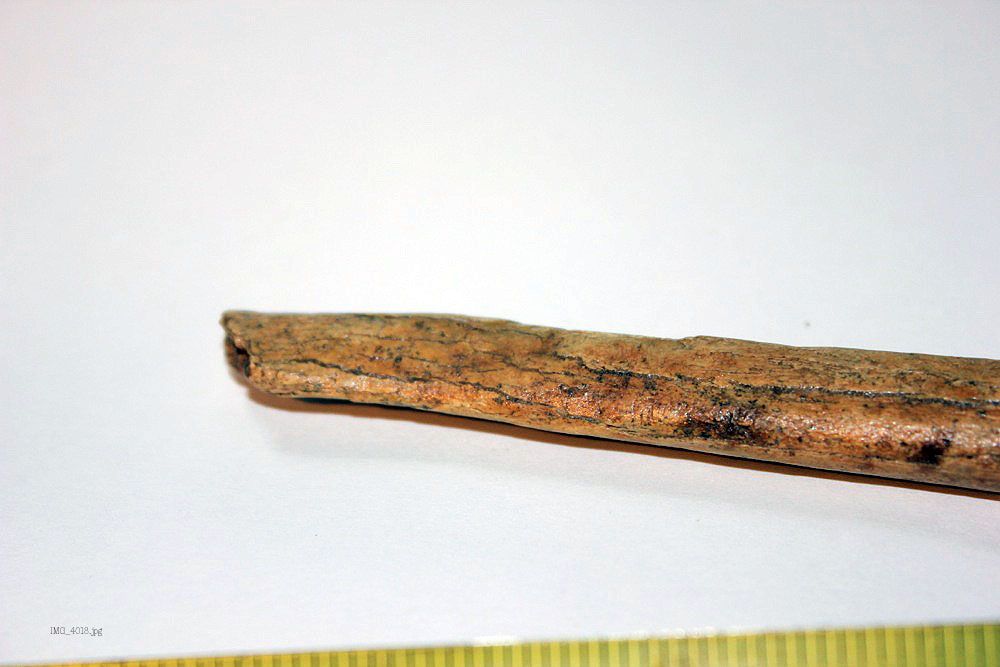 Cave bear penis fossil hot nude photos