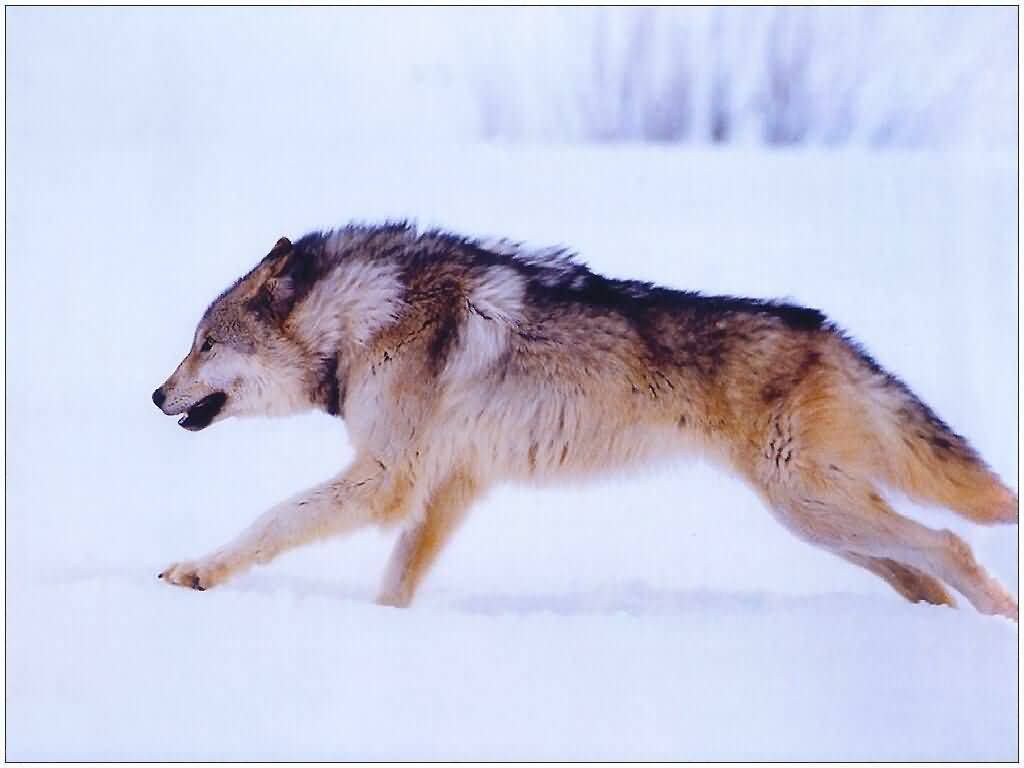 running-wolf.jpg