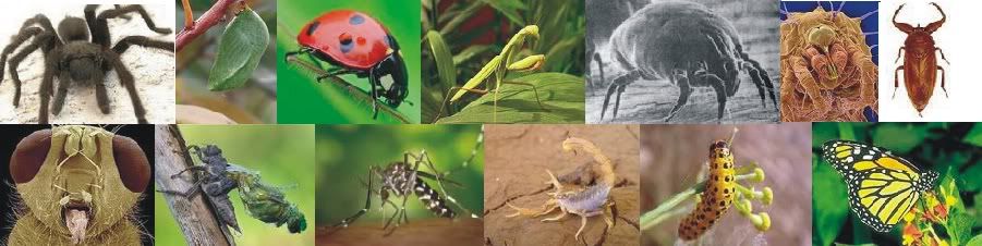 Artropodos Inteligencia colectiva (insectos, aracnidos y ...