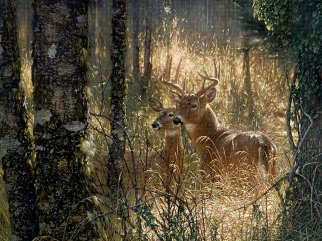 a deer Pictures, Images and Photos