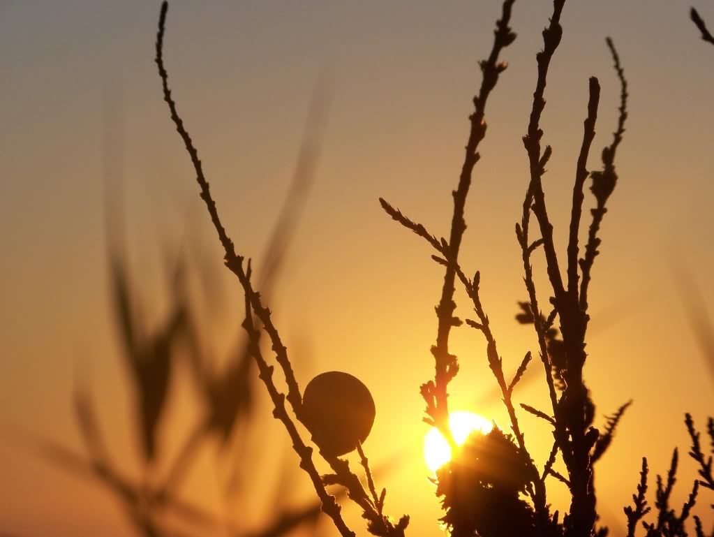 Risultati immagini per immagini L'alba di un nuovo mattino
