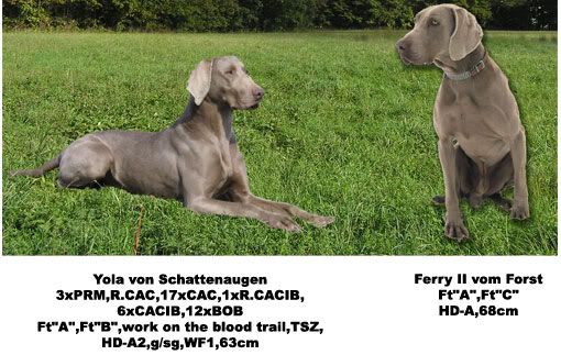 i1129.photobucket.com/albums/m518/donau-jager/najava-yola-2.jpg