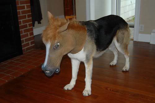 Horsedog.jpg