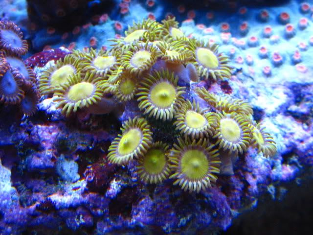 king midas zoa