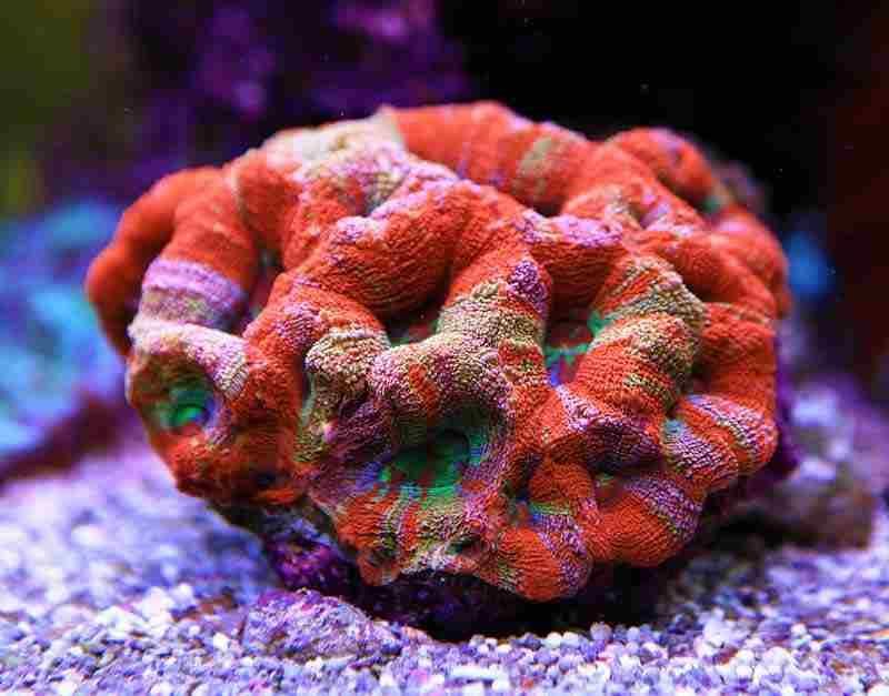 Worlds most expensive coral Page 2