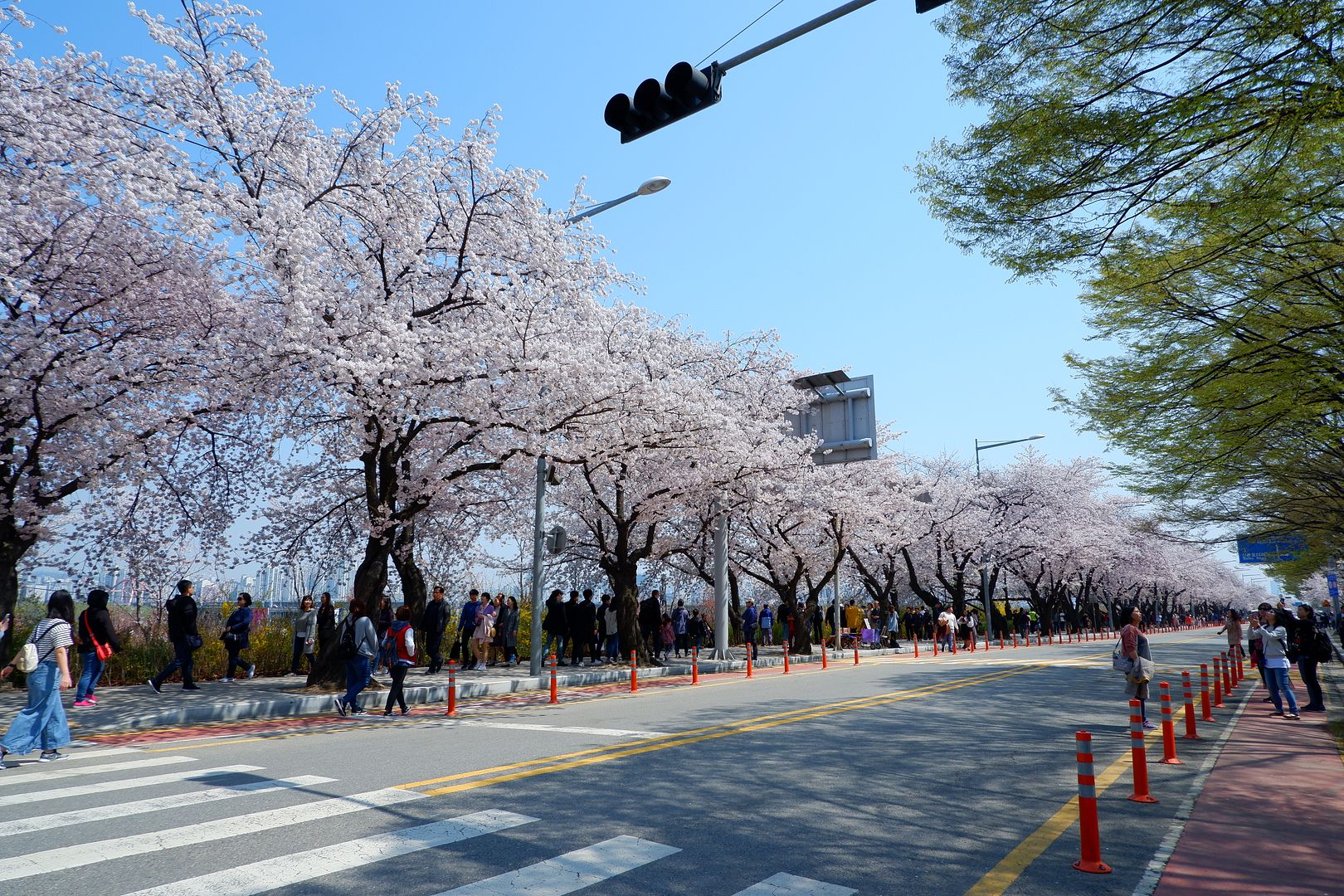 Cherry Blossoms at Yeouido Park | Hello Saigon!