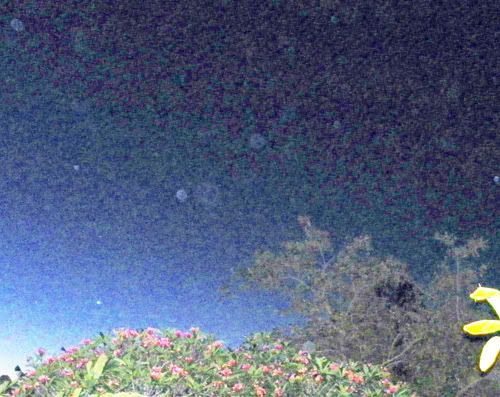 shadow people in tree