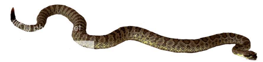 photo snake_png_3_by_paradise234-d5e4bke_1.png